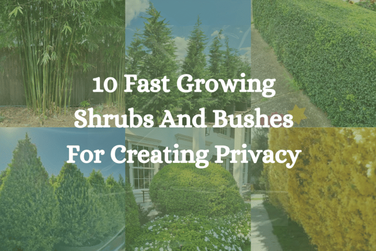 Fast Growing Shrubs and Bushes for Creating Privacy