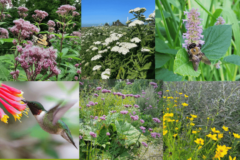 20 Best Perennial Flowers That Attract Hummingbirds and Butterflies
