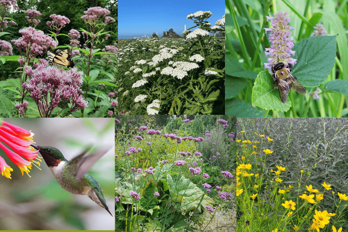 20 Best Perennial Flowers That Attract Hummingbirds and Butterflies