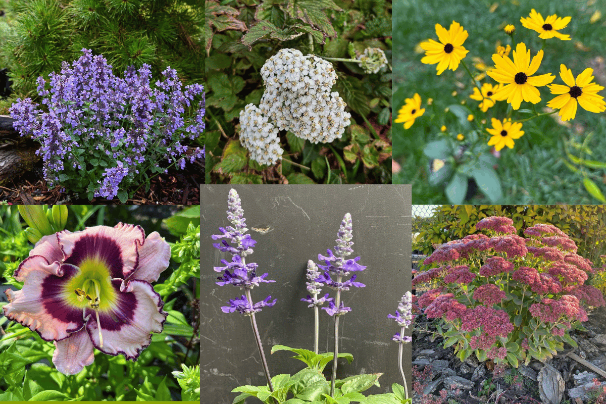 Low-Maintenance Full Sun Perennials for Front Yard: 10 Tough & Beautiful Plants