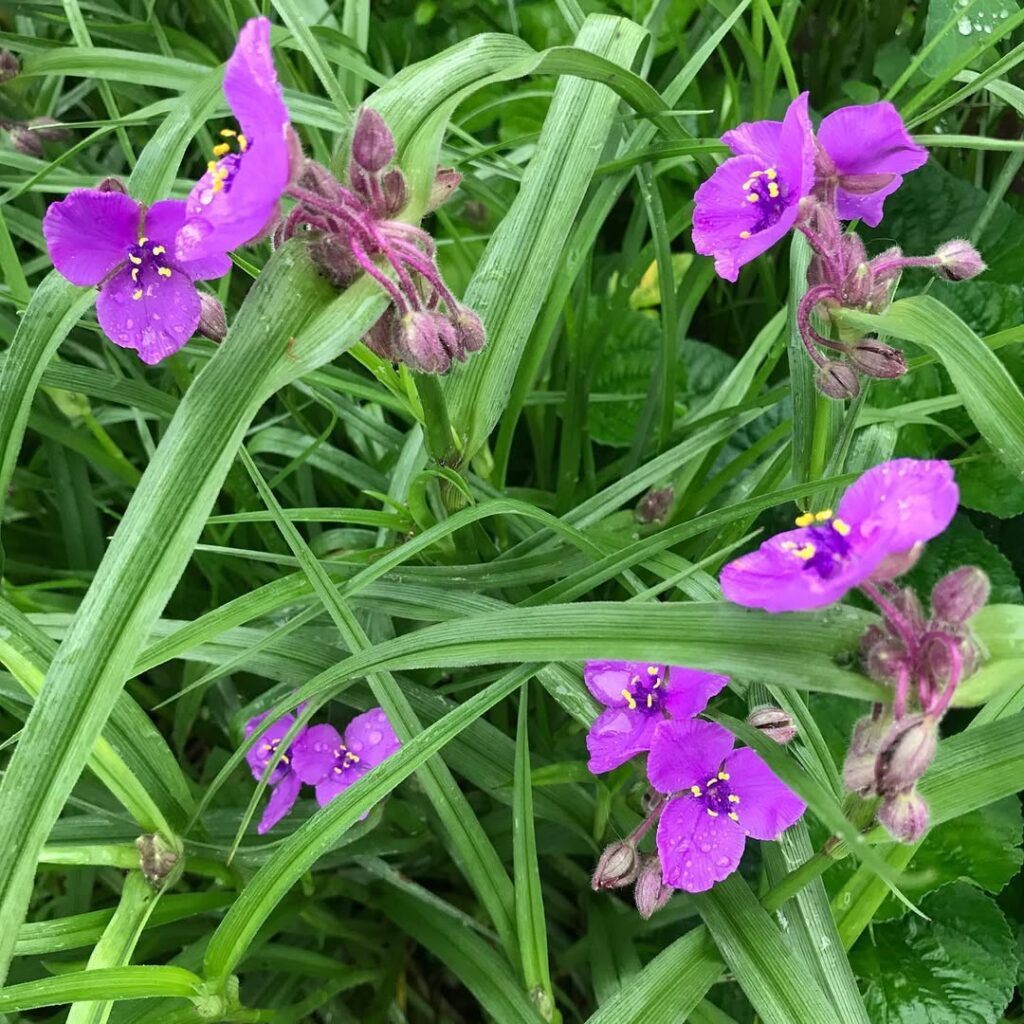 Spiderwort (Tradescantia)