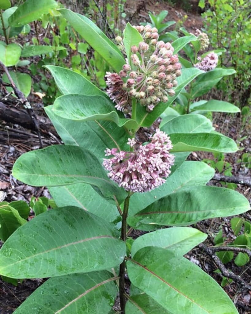 Milkweed (Asclepias tuberosa and incarnata)