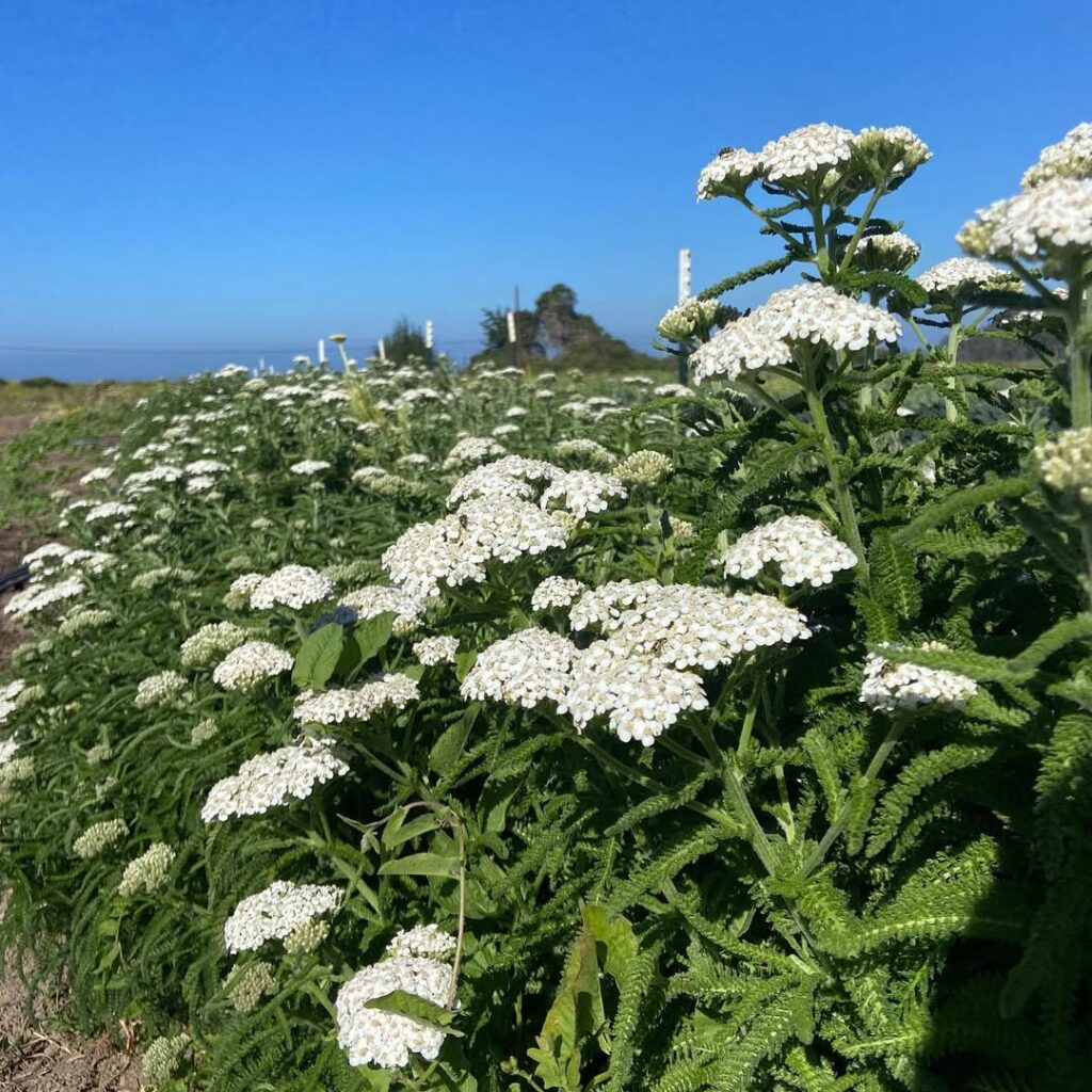 Yarrow (Achillea millefolium)