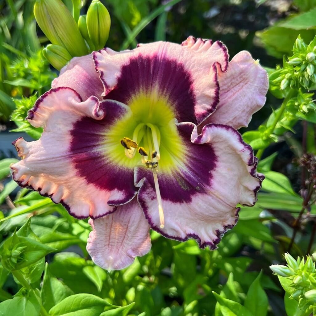 Daylily