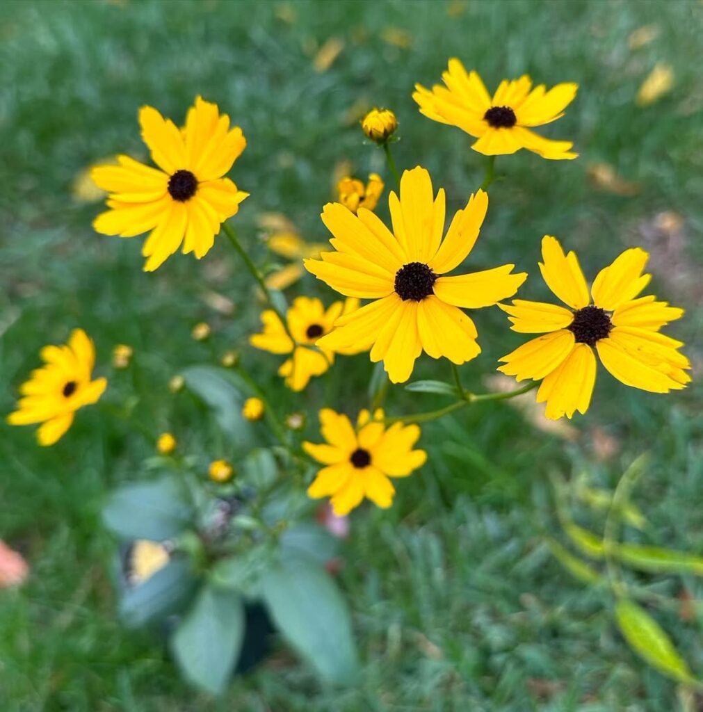 Coreopsis (Tickseed)