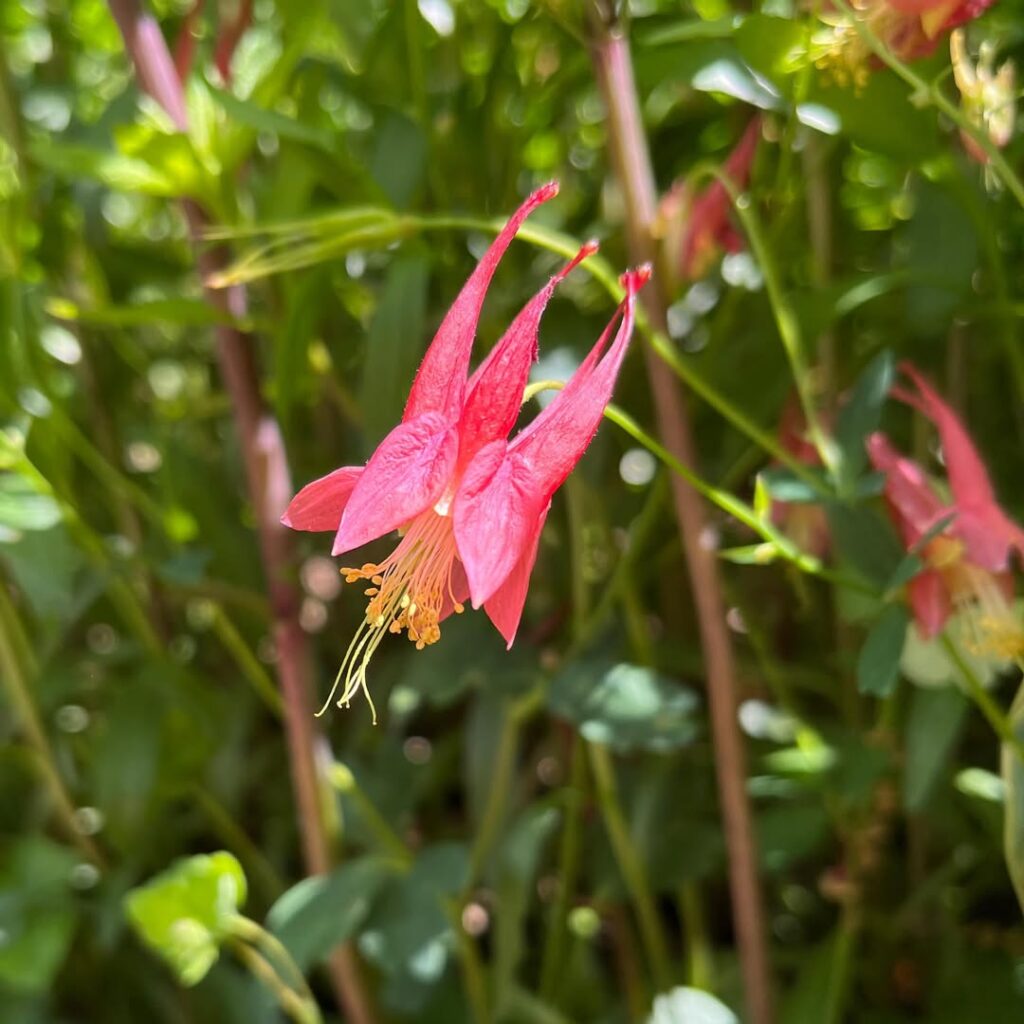 Columbine (Aquilegia)