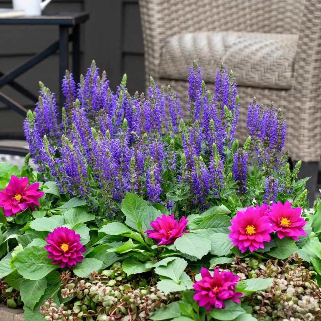 Salvia (Salvia nemorosa and hybrids)