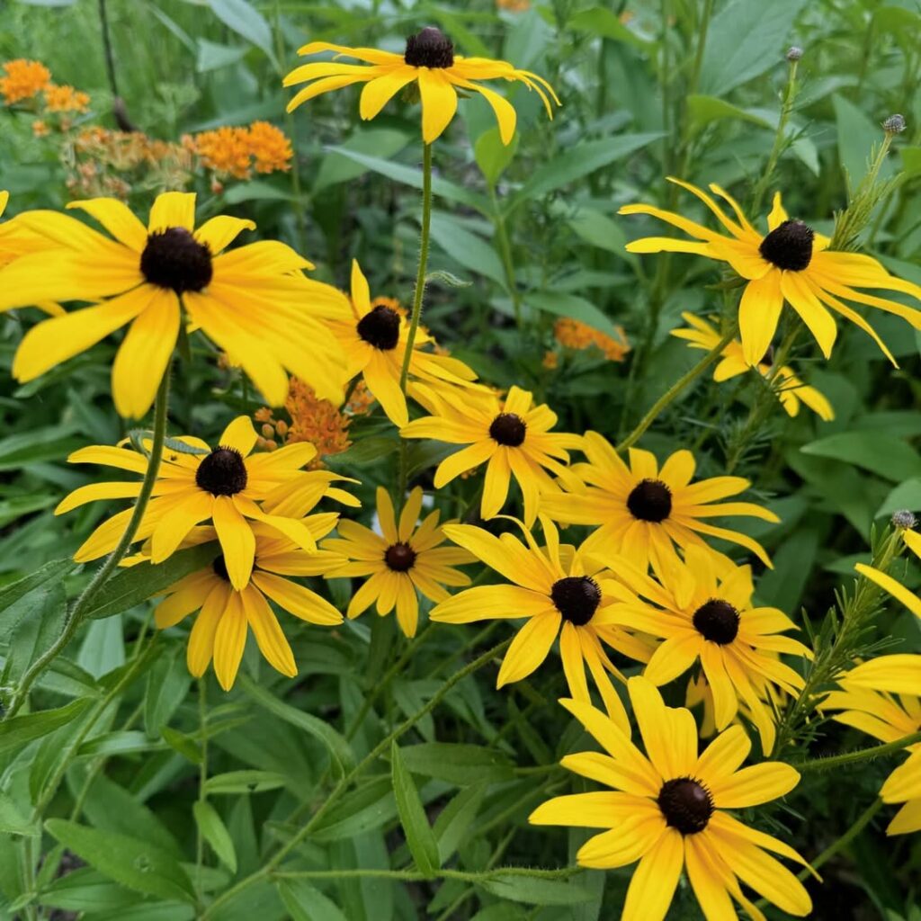 Black-eyed Susan (Rudbeckia hirta)