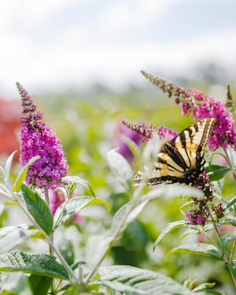 Butterfly Bush (Buddleia)