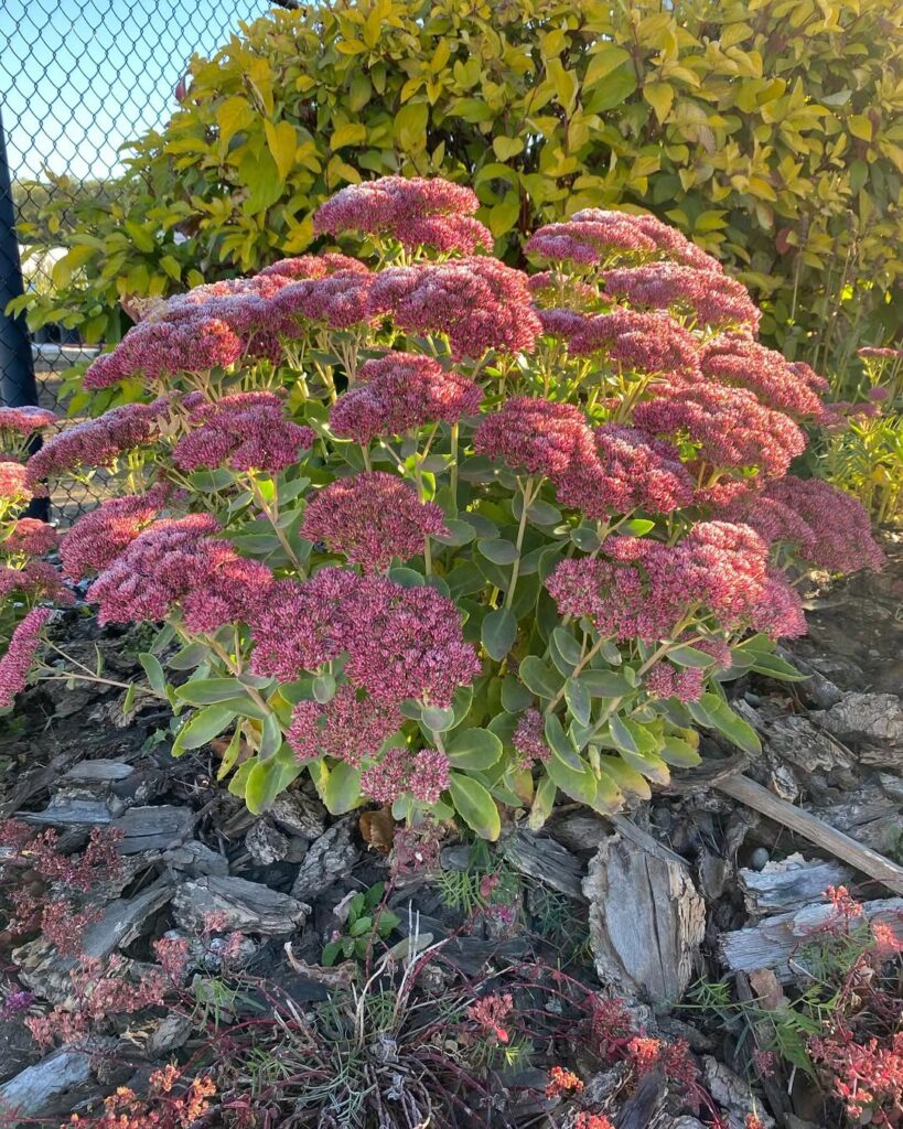 Sedum (Stonecrop)