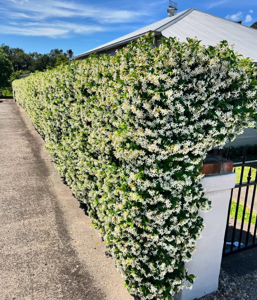 Hedge Wall Using Fast-Growing Plants
