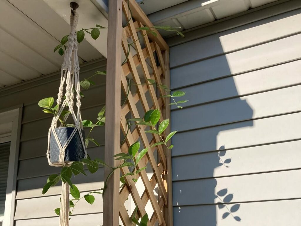 Lattice Screens with Vines