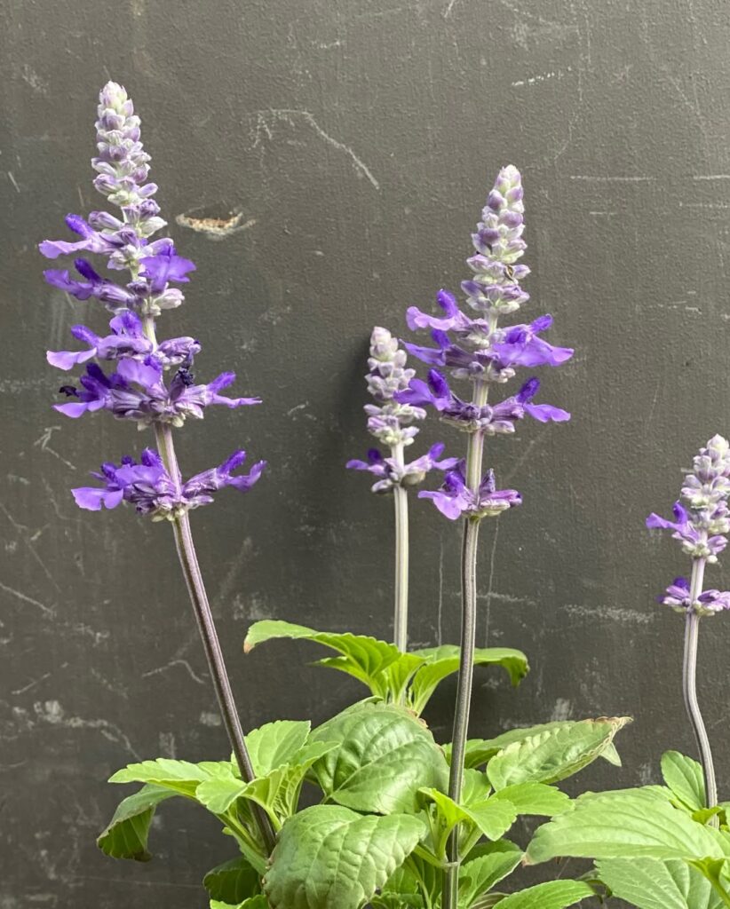 Salvia
