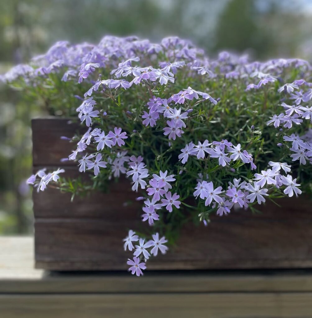 Phlox (Phlox paniculata and subulata)