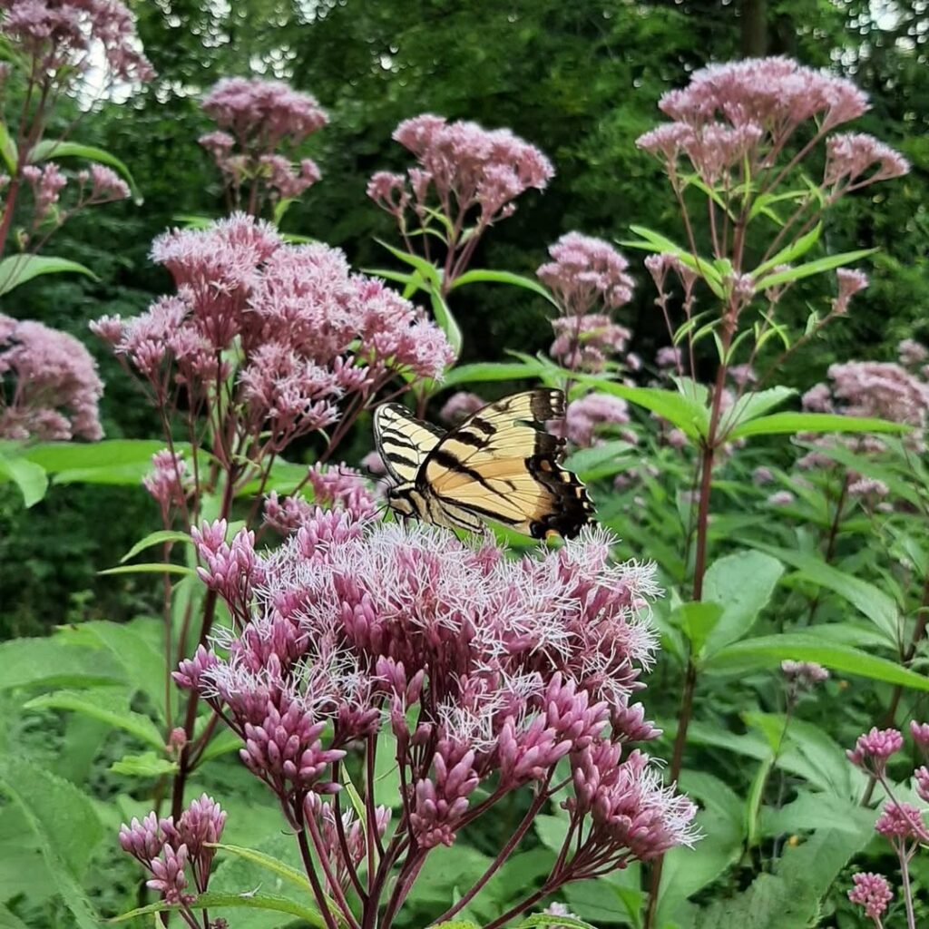 Joe-Pye Weed (Eutrochium purpureum)
