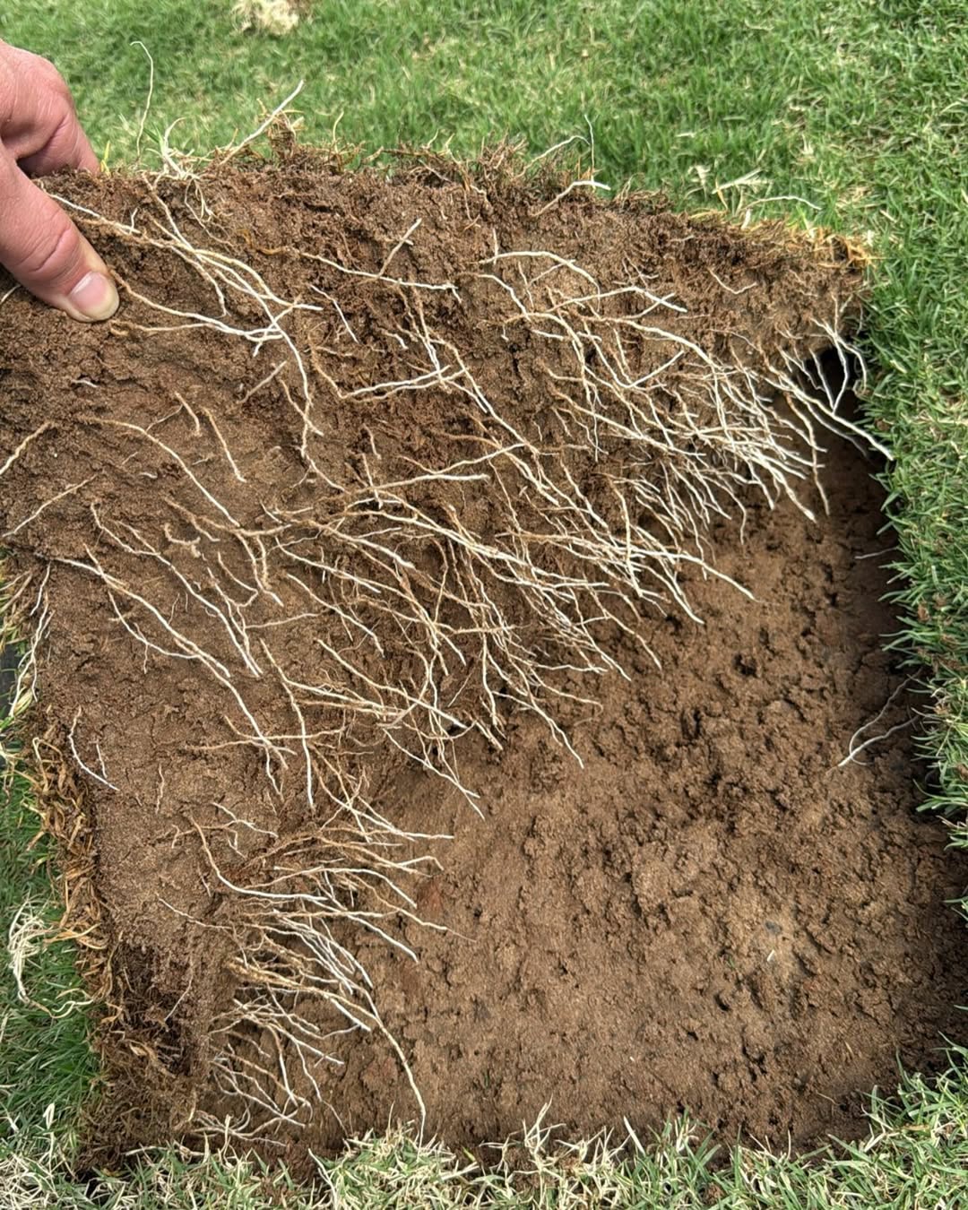 How Long Does Sod Take to Root