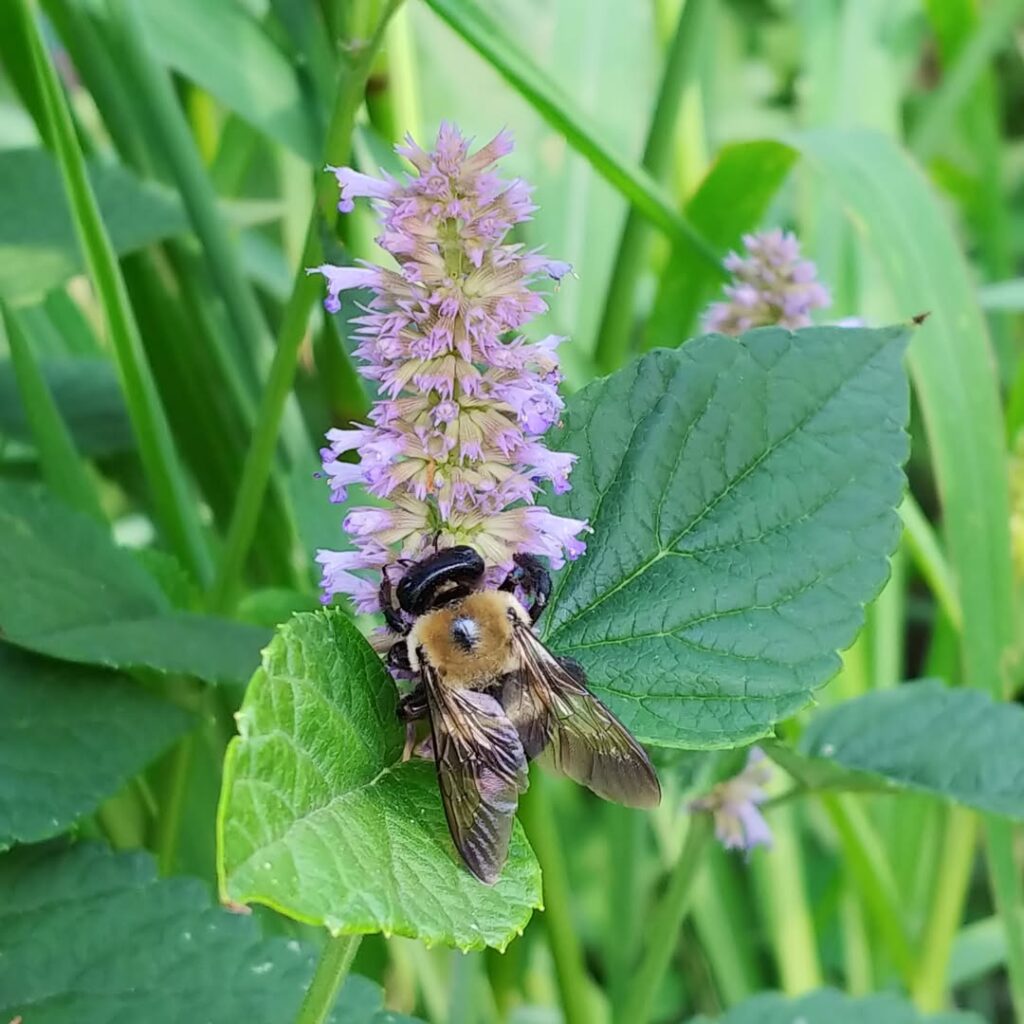 Agastache (Agastache foeniculum and hybrids)