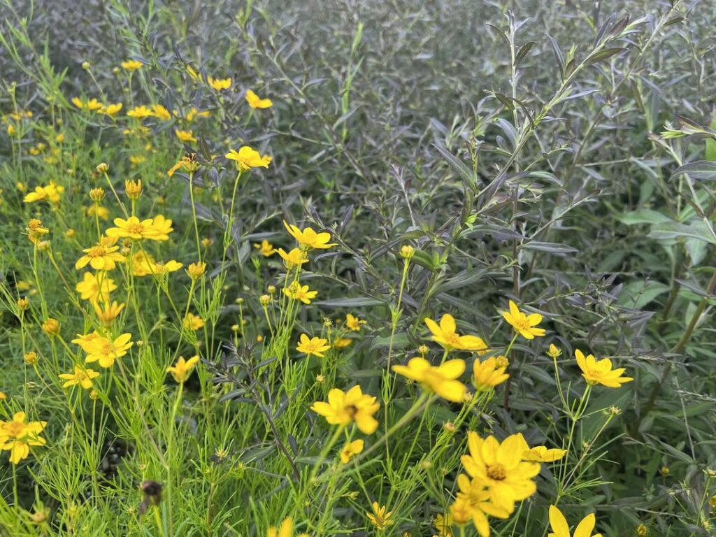 Coreopsis (Coreopsis verticillata)
