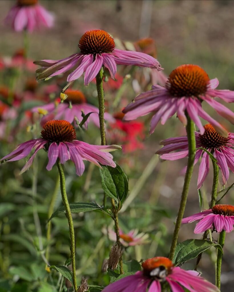 Purple Coneflower (Echinacea purpurea)