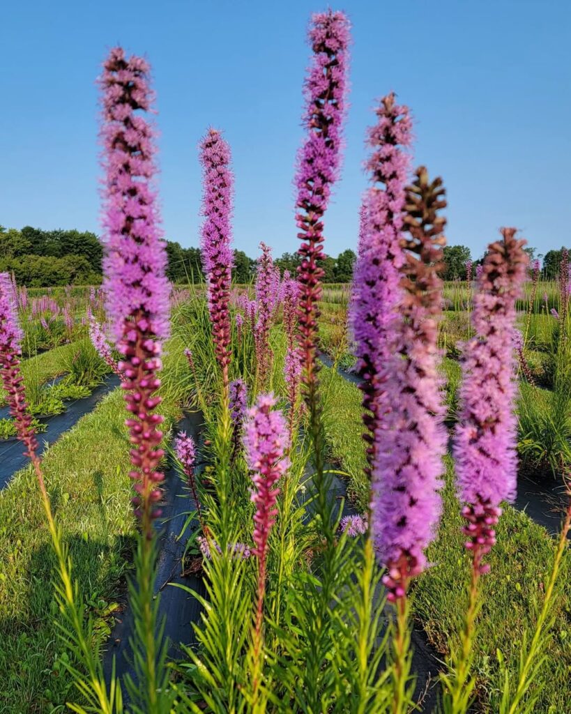 Blazing Star (Liatris spicata)
