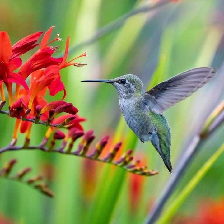 Cardinal Flower (Lobelia cardinalis)