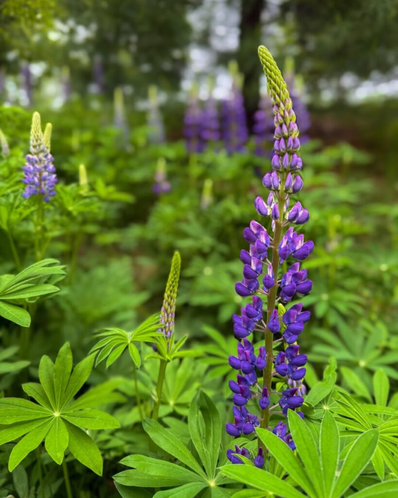 Lupine (Lupinus perennis)