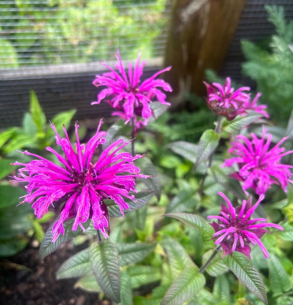 Bee Balm (Monarda)