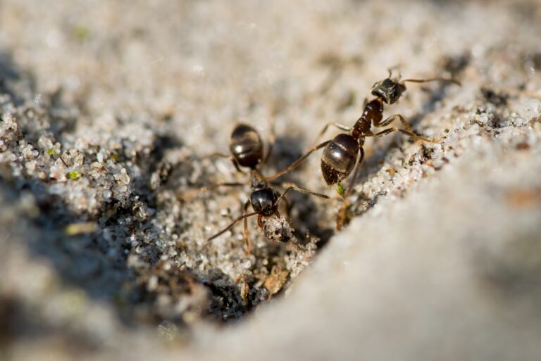 How to Get Rid of Ants in Your Yard: Effective & Natural Solutions