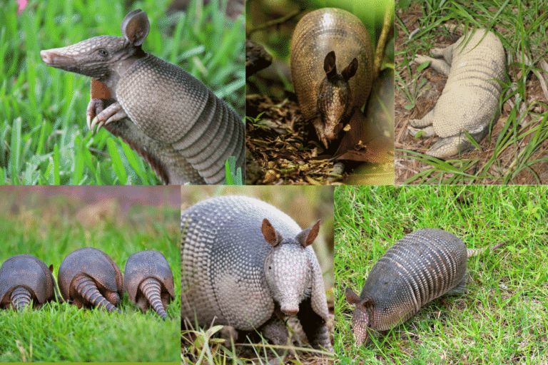 How to Use Vinegar to Get Rid of Armadillos