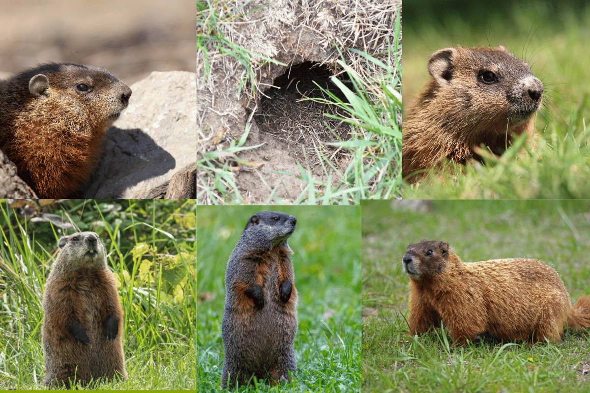 How to Get Rid of Groundhogs in Your Yard and Garden