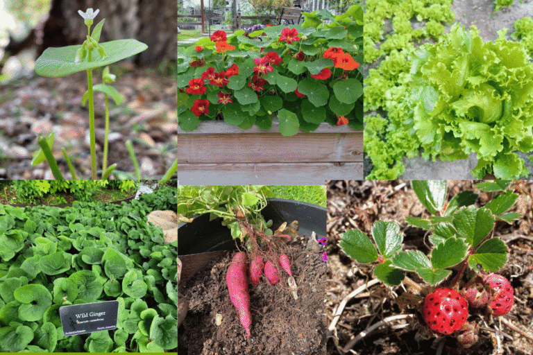 Best Edible Ground Cover Plants for Your Yard