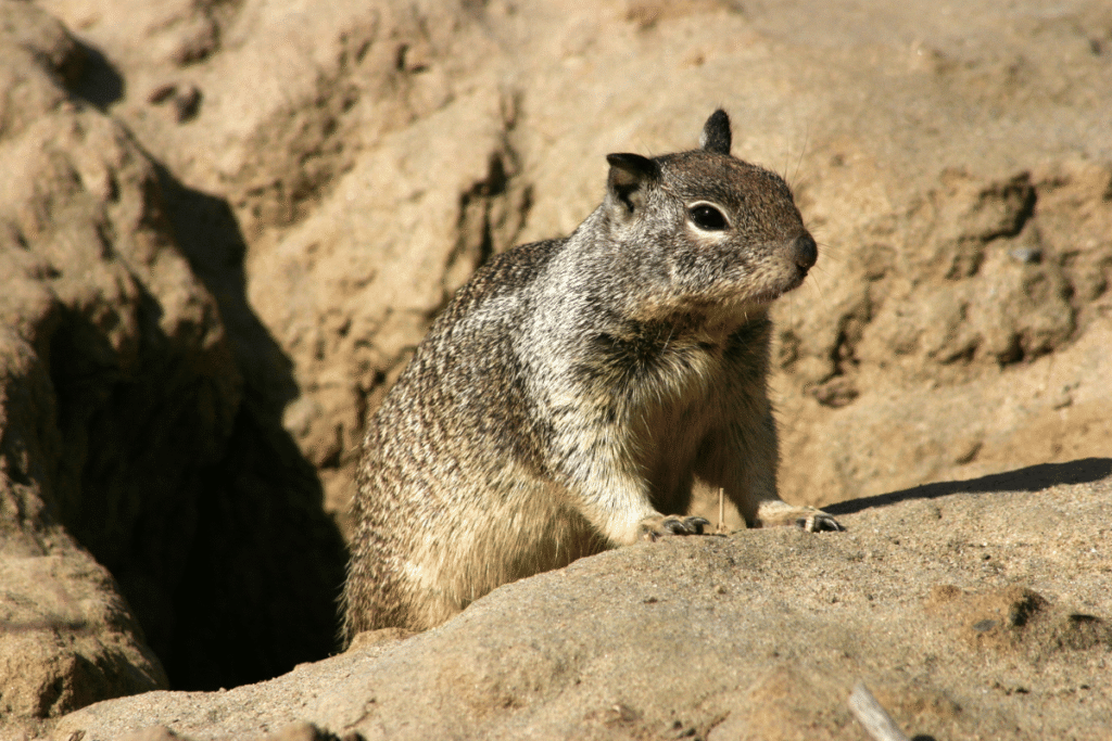 How To Get Rid of Ground Squirrels Naturally