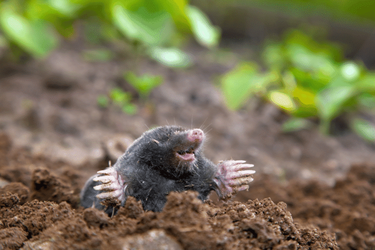 How to Get Rid of Moles in Yard with Boric Acid