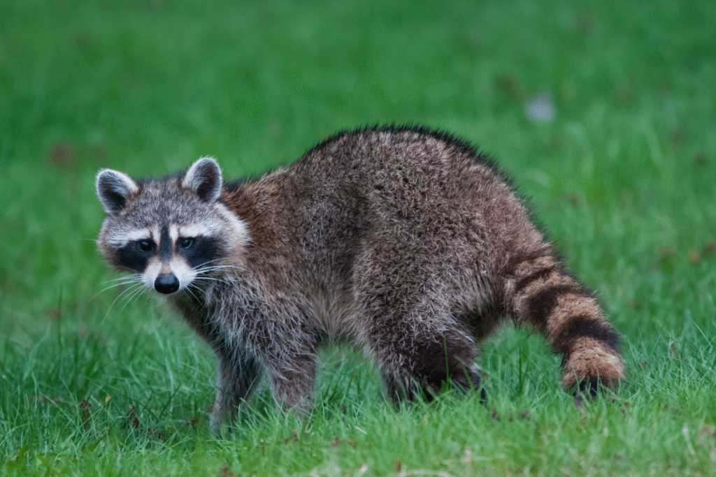 How To Get Rid of Raccoons In Your Yard