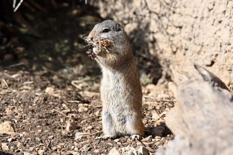 How to Get Rid of Ground Squirrels Naturally
