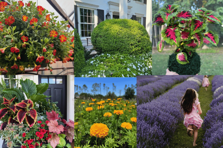 Best Potted Plants for Porch: Add Life, Color & Charm to Your Entryway