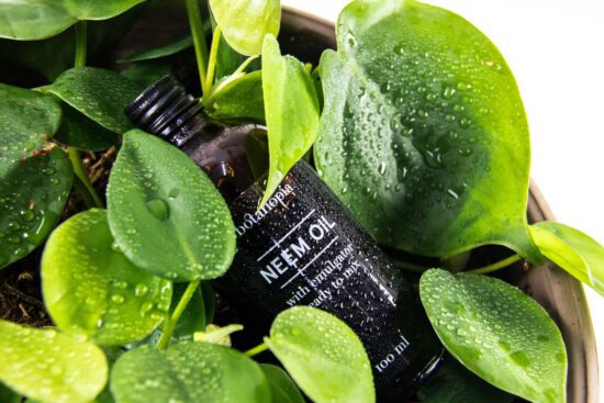 Apply Neem Oil