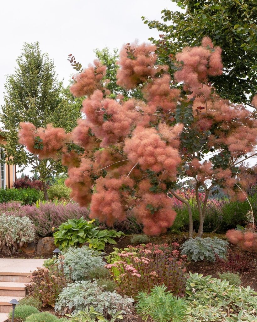 Plant a Small Tree or Shrub Garden