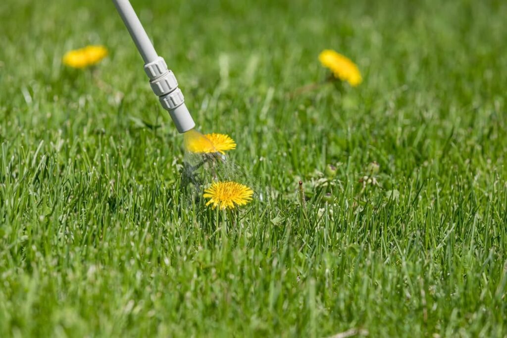 Maintain a Healthy Lawn