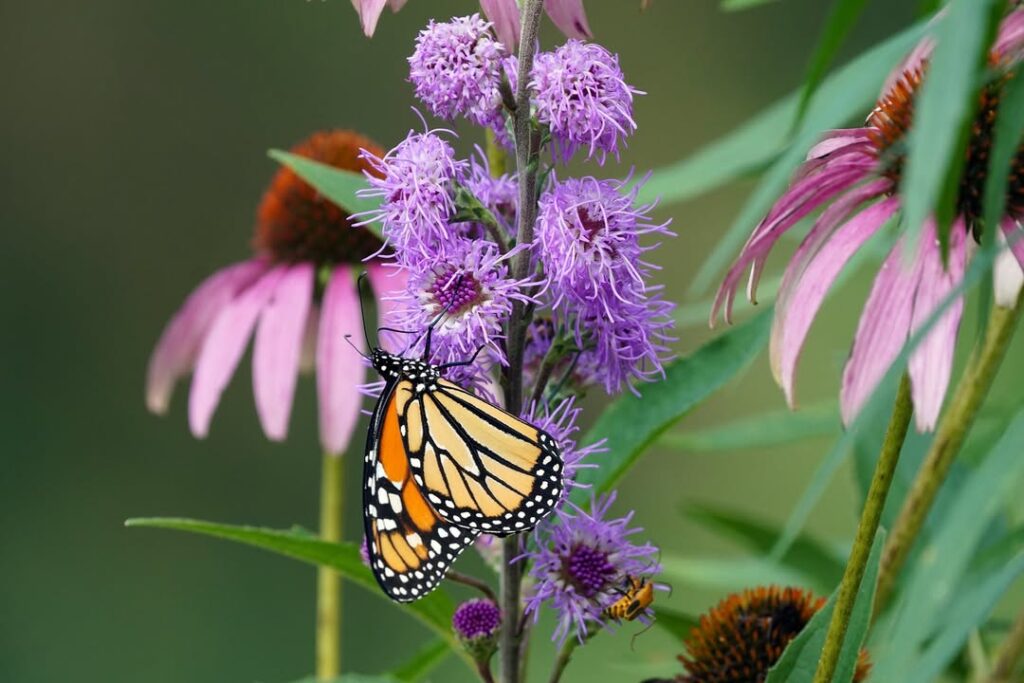 Build a Butterfly or Pollinator Garden