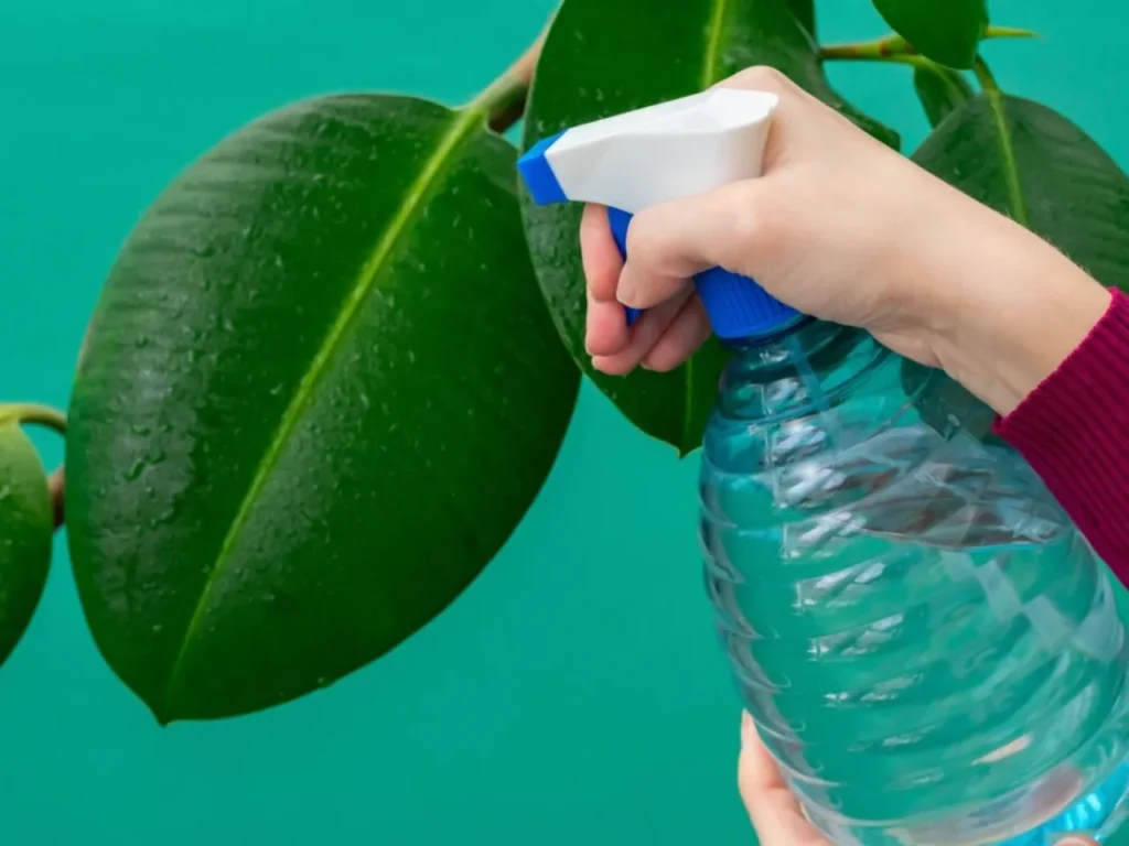 Use DIY Soap and Water Solution